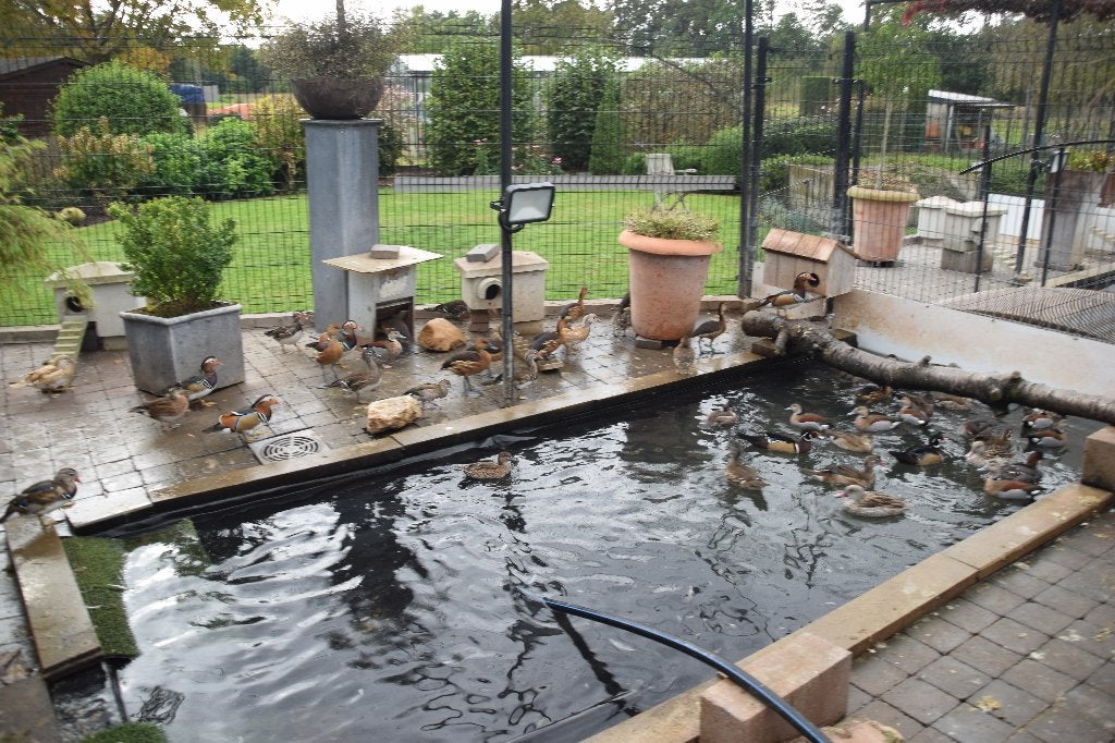 pluimvee en toebehoren, Dieren en Toebehoren, Meerdere dieren, Eend