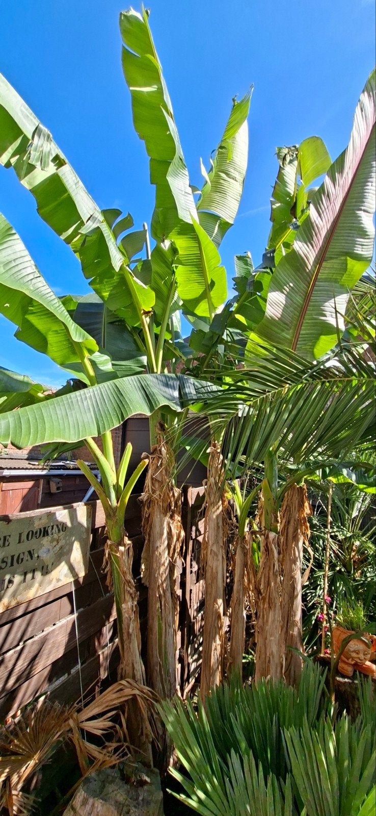 mussa basjoos bananeplanten, Tuin en Terras, Ophalen, Gehele jaar, Volle zon