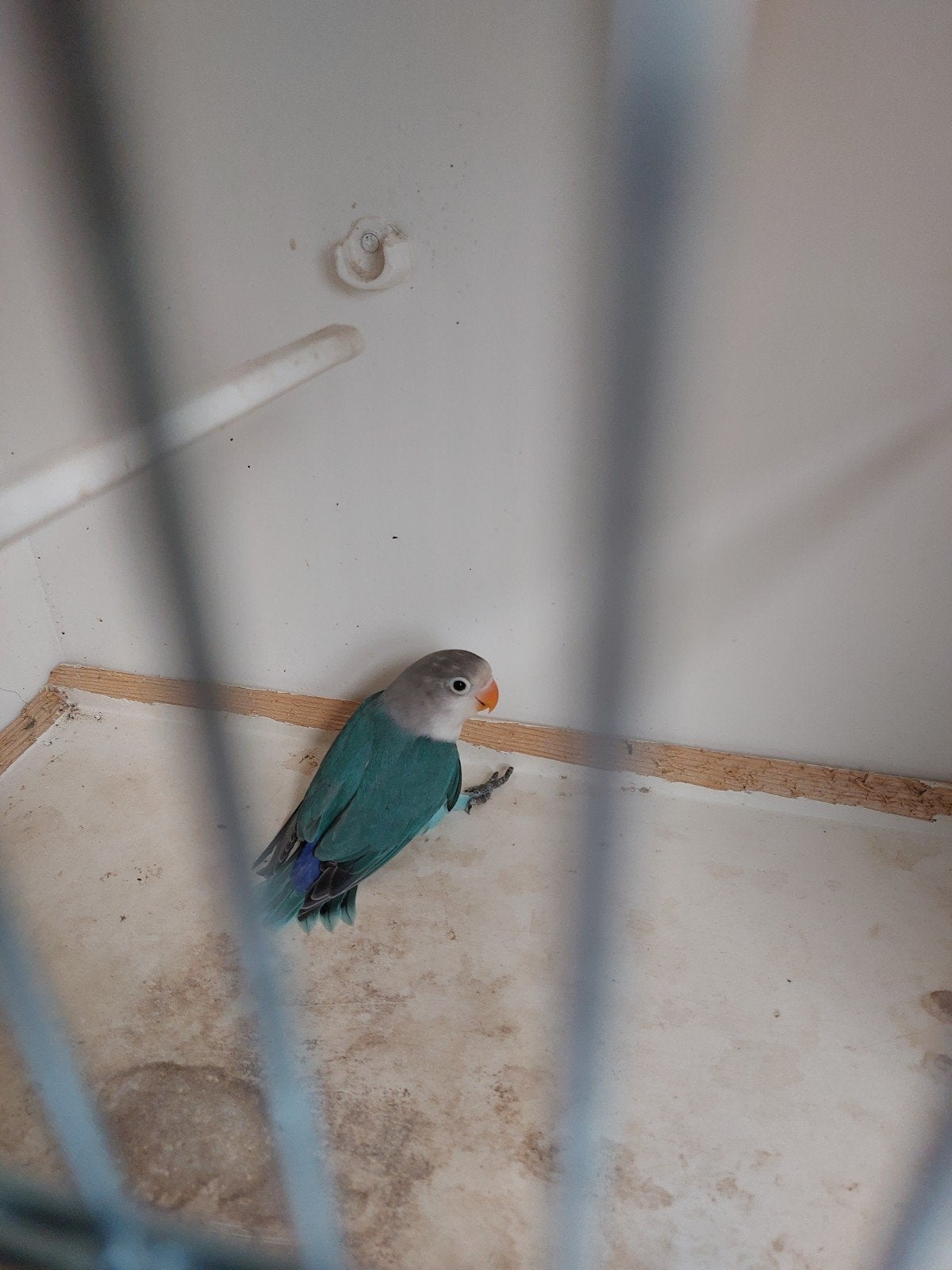 fischeri blauw spit opaline man, Dieren en Toebehoren