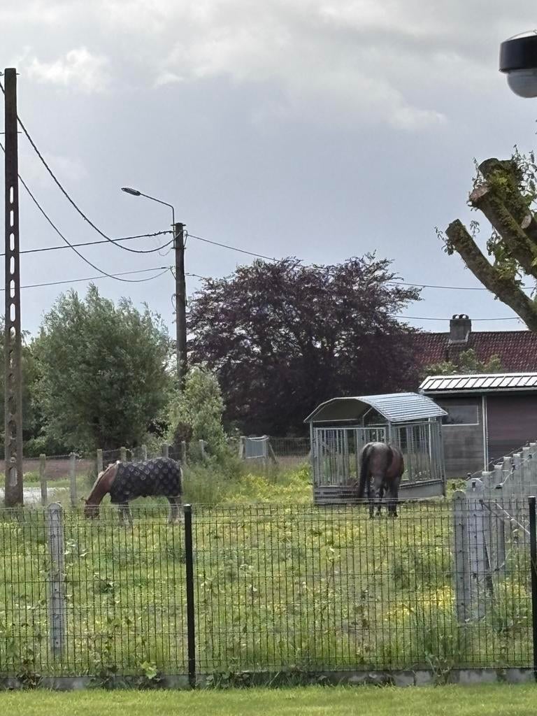 Weidemaatje gezocht, Merrie