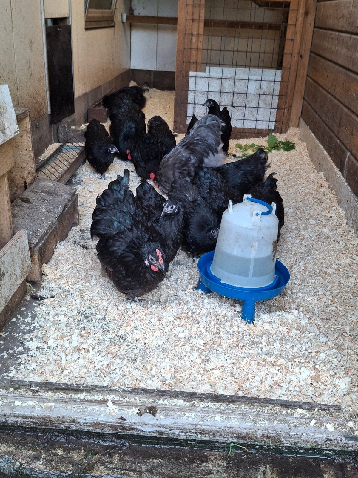 Orpington, Dieren en Toebehoren