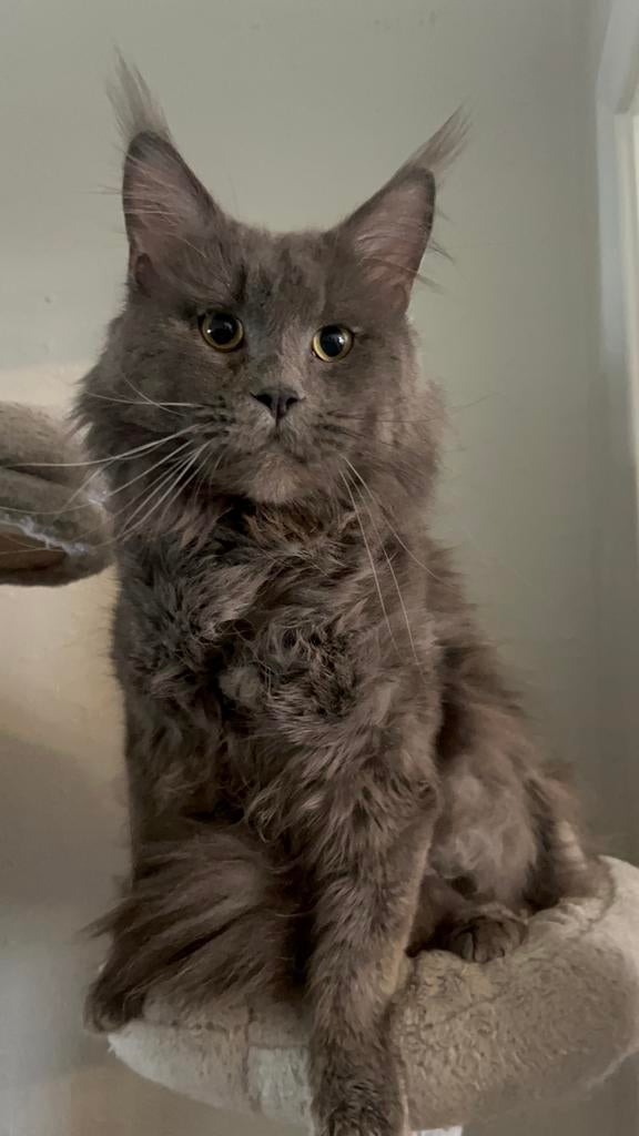 MK Dekkater, Dieren en Toebehoren, Kater, Met stamboom, 3 tot 5 jaar