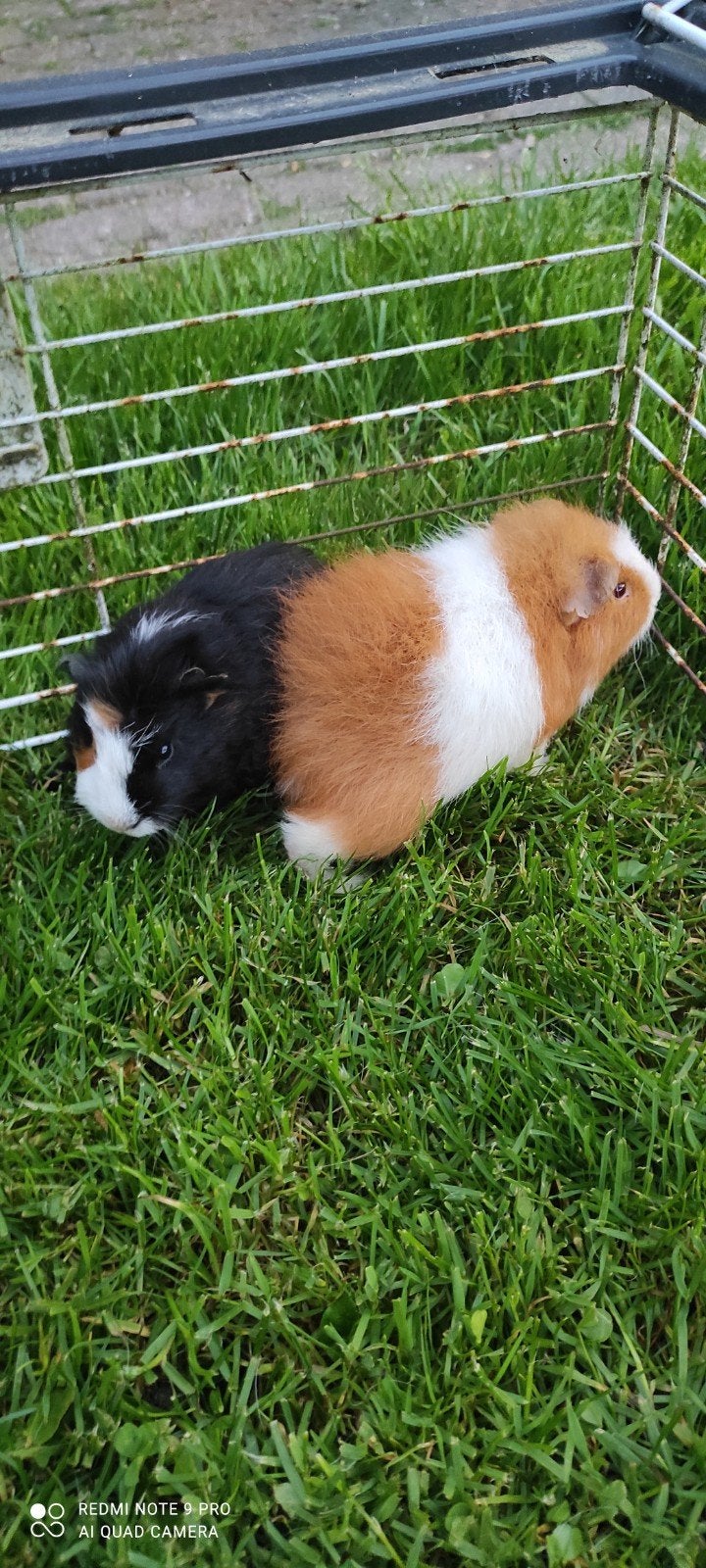 Jonge beertjes!, Dieren en Toebehoren, Mei, Mannelijk, Cavia