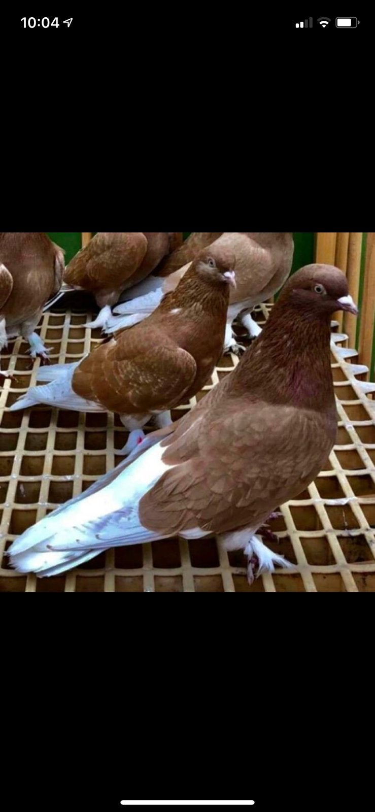 Takla Duiven, Animaux & Accessoires, Plusieurs animaux, Pigeon culbutant ou Roller