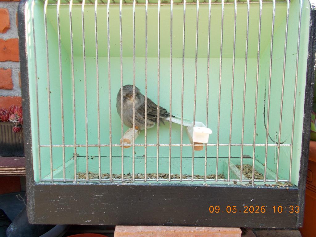 gloster man, Dieren en Toebehoren