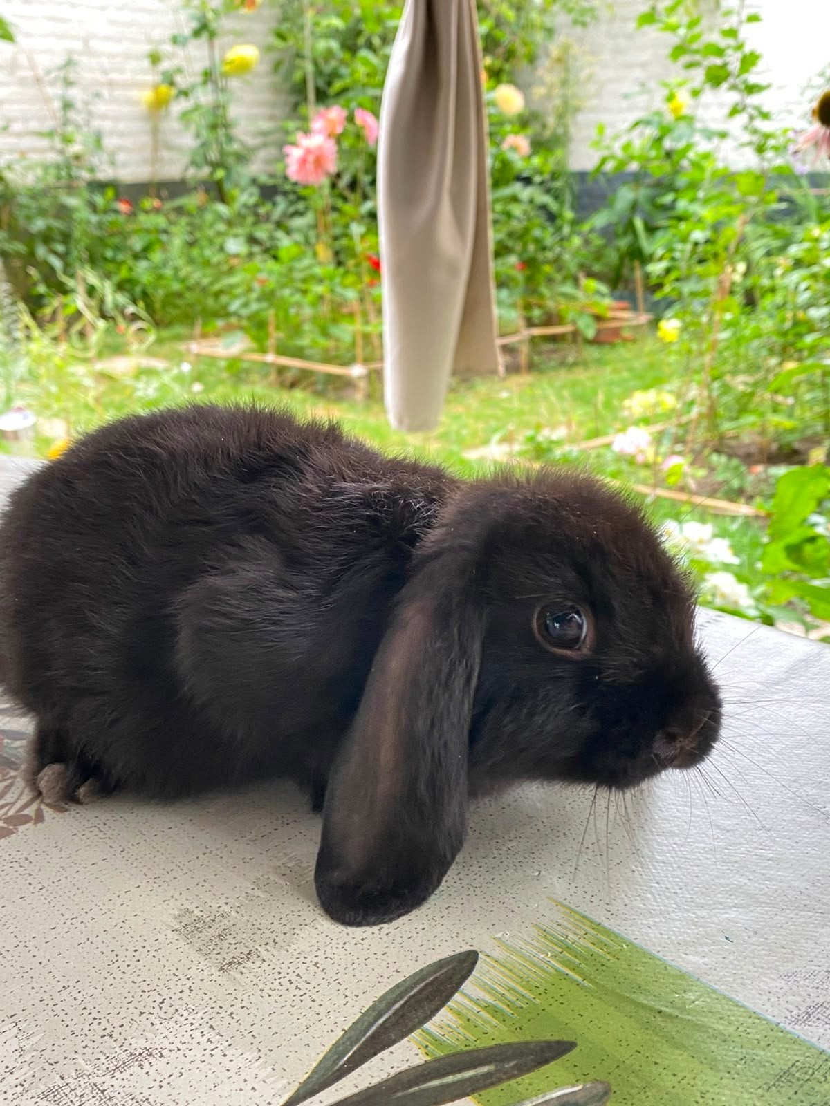 Lapins nains noir pour vendre, Animaux & Accessoires, Plusieurs animaux, Taille moyenne, Oreilles tombantes, 0 à 2 ans