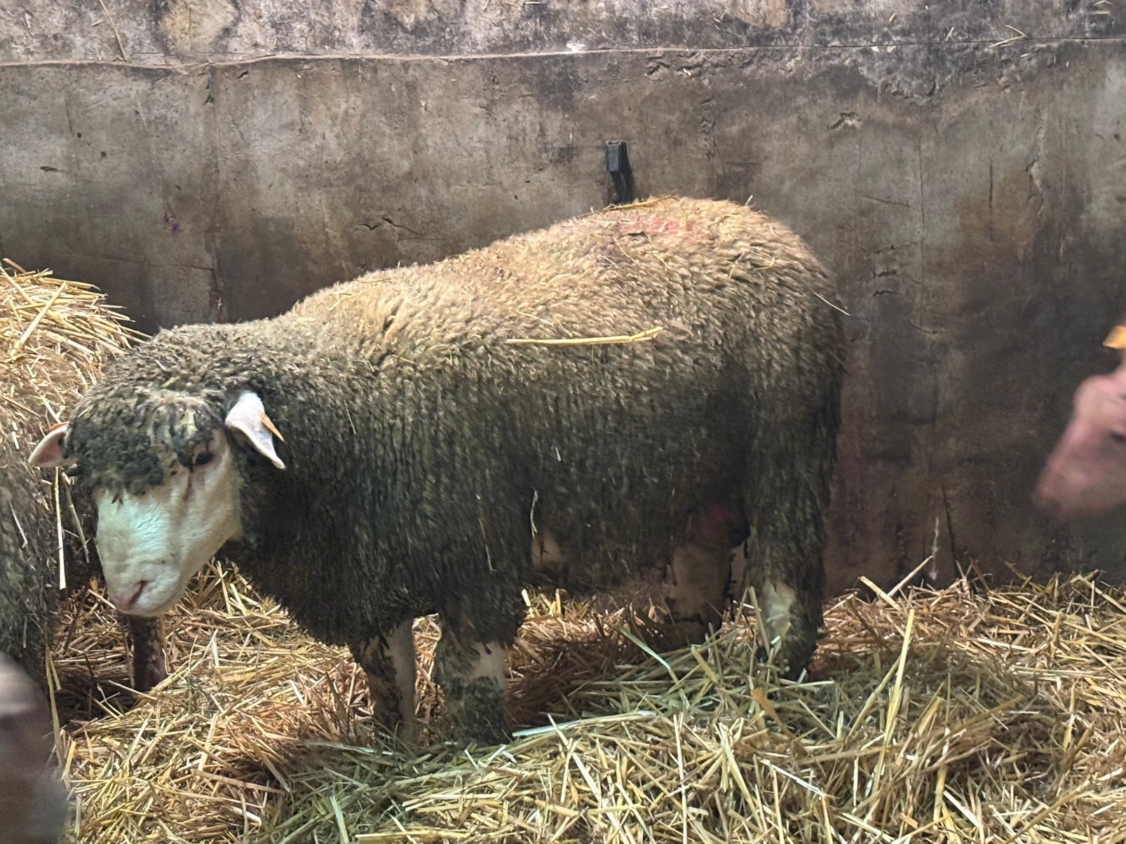Ile de france rammen, Dieren en Toebehoren, Mannelijk, Schaap, 0 tot 2 jaar