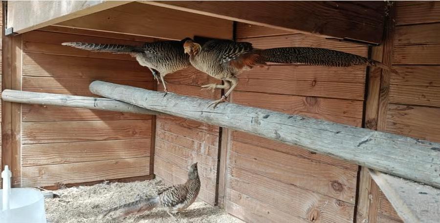 Foktoom Goudfazanten met Aviornis stamboom, Plusieurs animaux, Autres espèces