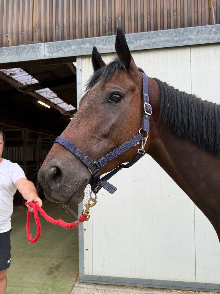 Recreatie paard, Dieren en Toebehoren, Met stamboom, Ruin, 3 tot 6 jaar, 160 tot 165 cm