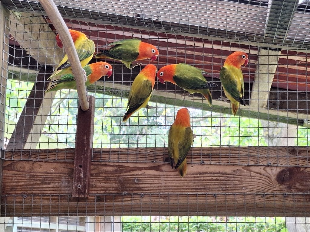 Ficherie, Animaux & Accessoires, Oiseaux | Perruches & Perroquets, Sexe inconnu, Perroquet nain ou Inséparable, Bagué