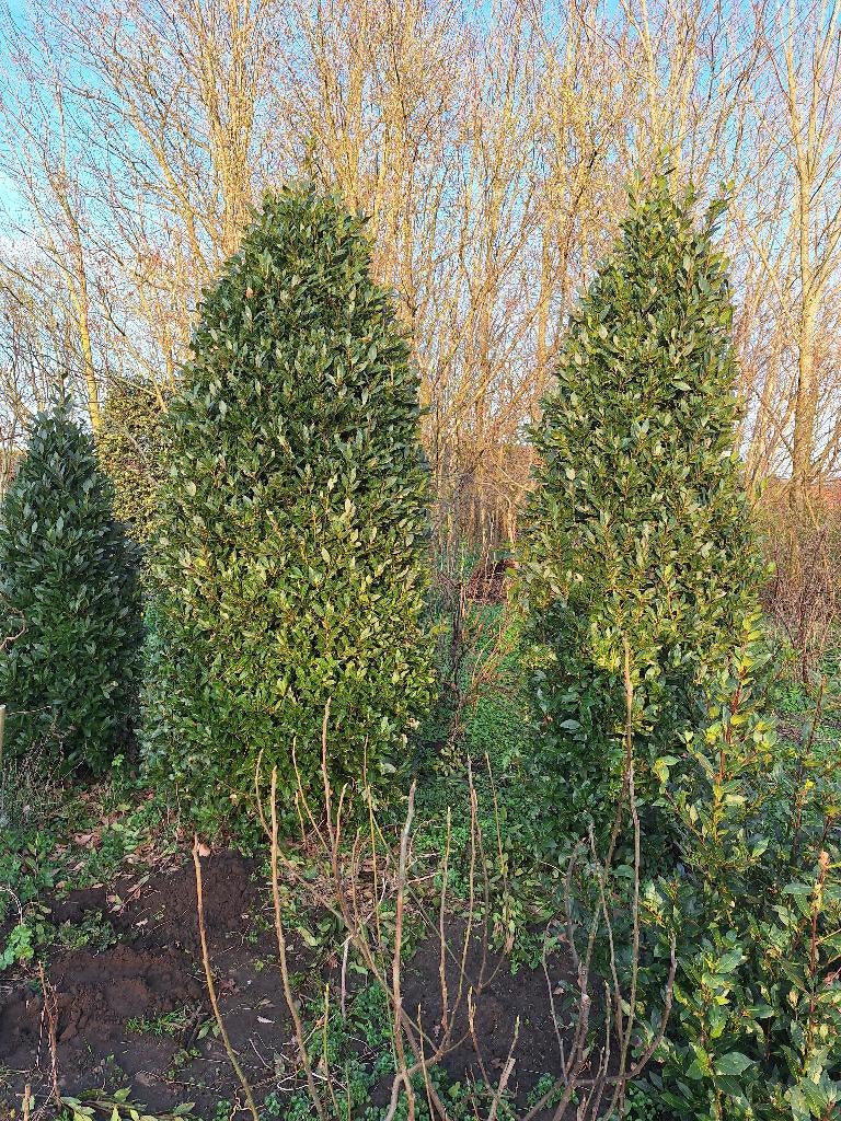 Keukenlaurier laurus nobillis kegels, Jardin & Terrasse, Plantes | Arbres, Arbre à bulbes, Plein soleil, Enlèvement, 250 à 400 cm