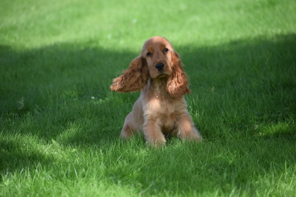 Engelse cocker spaniel pups, Dieren en Toebehoren, België, 15 weken tot 1 jaar, CDV (hondenziekte), Meerdere