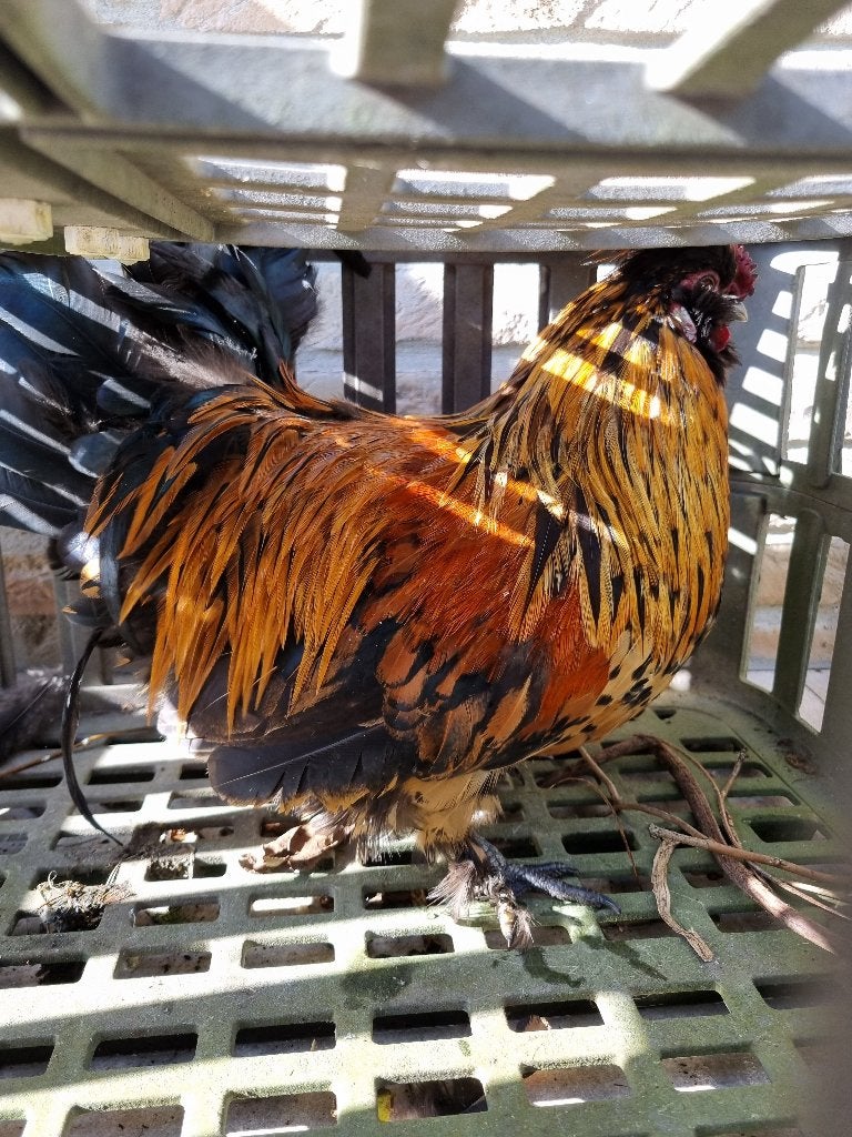 Levende haan, Dieren en Toebehoren