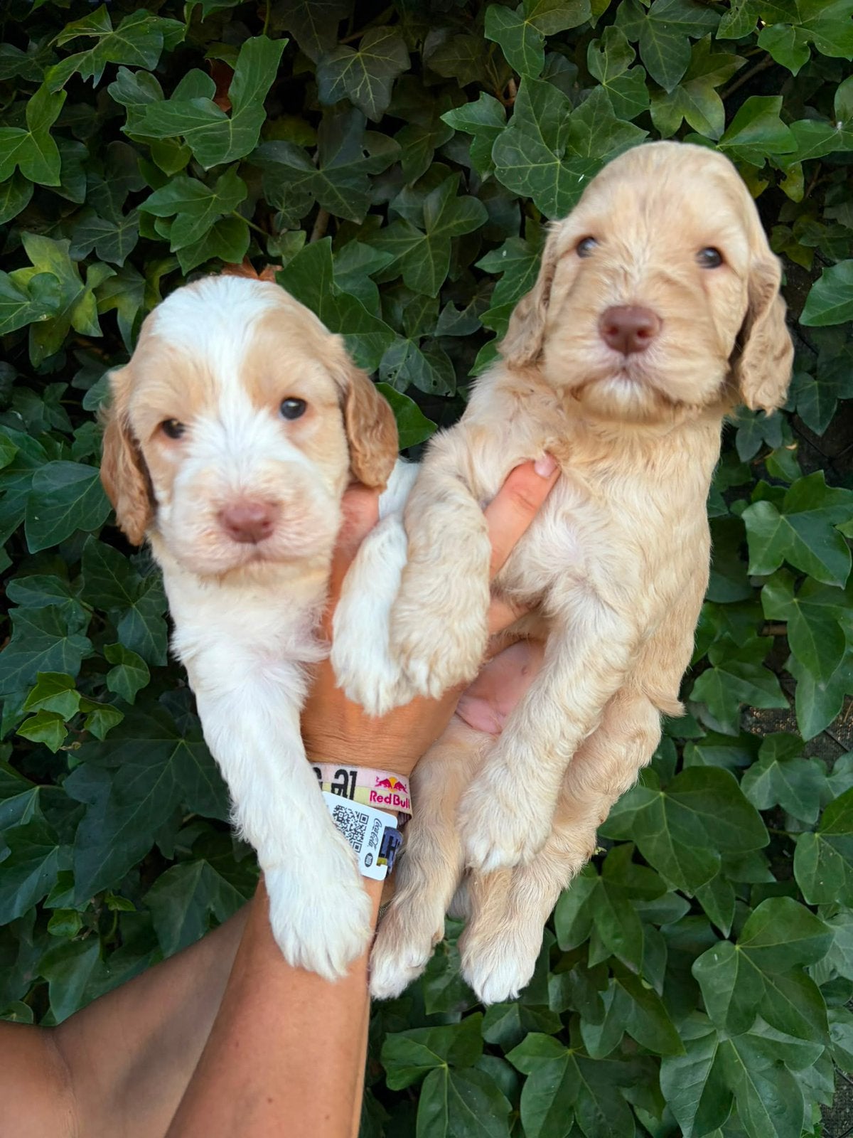 Unieke Lagotto Romagnolo pups, België, Overige rassen, 8 tot 15 weken, Teef