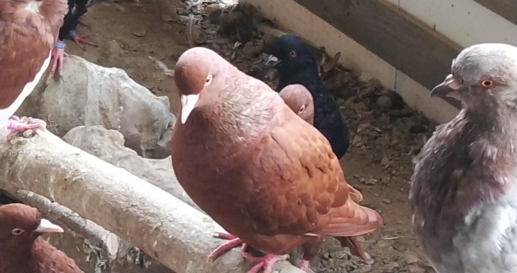 Rode Carneau, Dieren en Toebehoren, Vogels | Duiven, Geslacht onbekend, Overige soorten