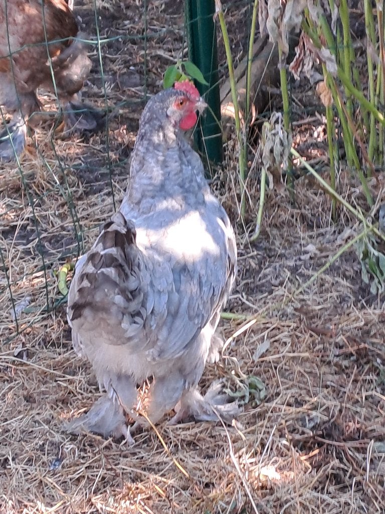 Haantje 3 maanden, Dieren en Toebehoren, Pluimvee, Mannelijk, Kip