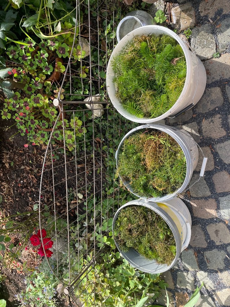 Zuurstof- en waterplanten  voor vijver, Tuin en Terras, Ophalen