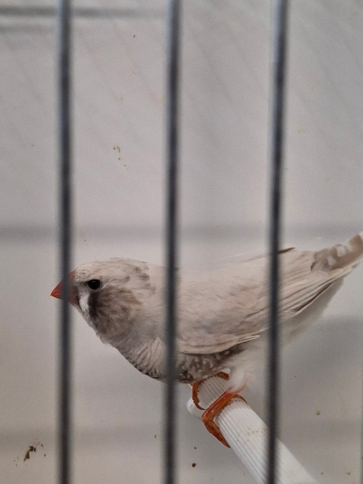zebravink, Dieren en Toebehoren