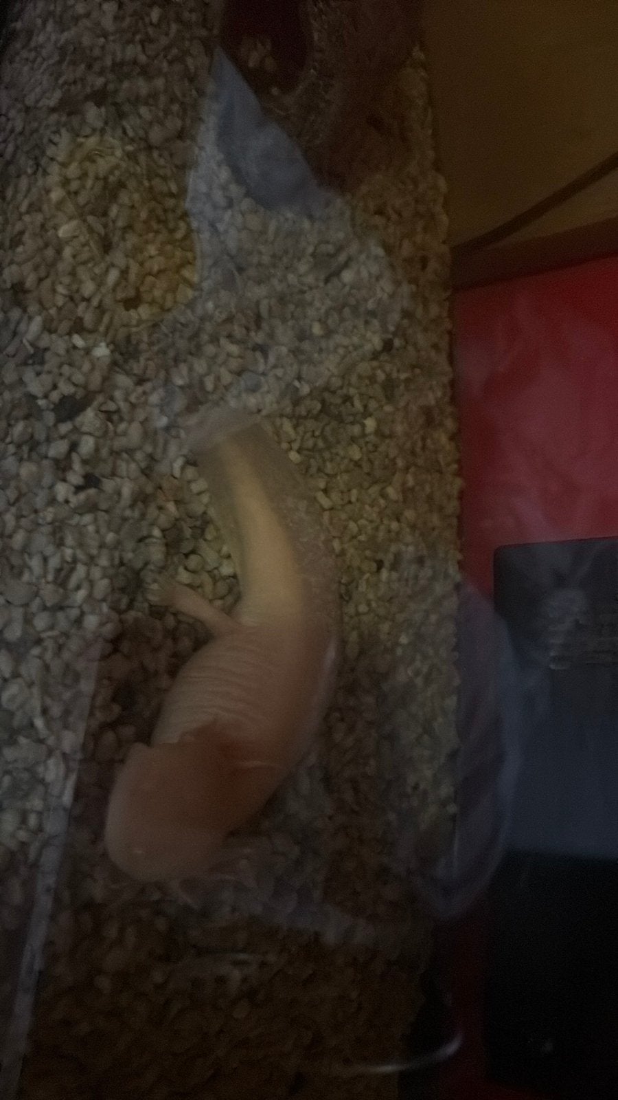 2 AXOLTL, Dieren en Toebehoren, Geslacht onbekend, Met stamboom, 3 tot 5 jaar