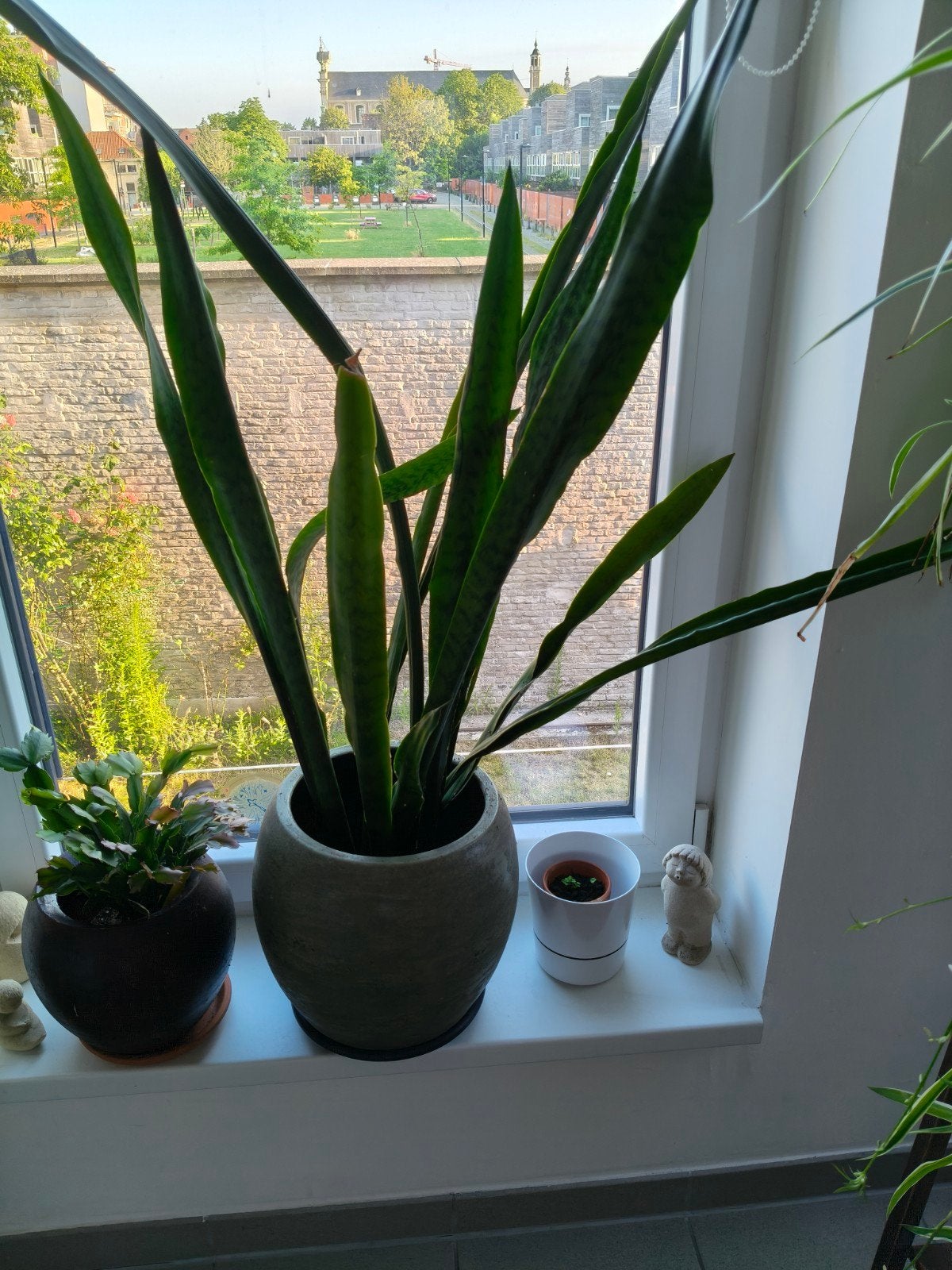 Sanseveria hoogste blad 140 cm, Huis en Inrichting, Kamerplanten, Ophalen