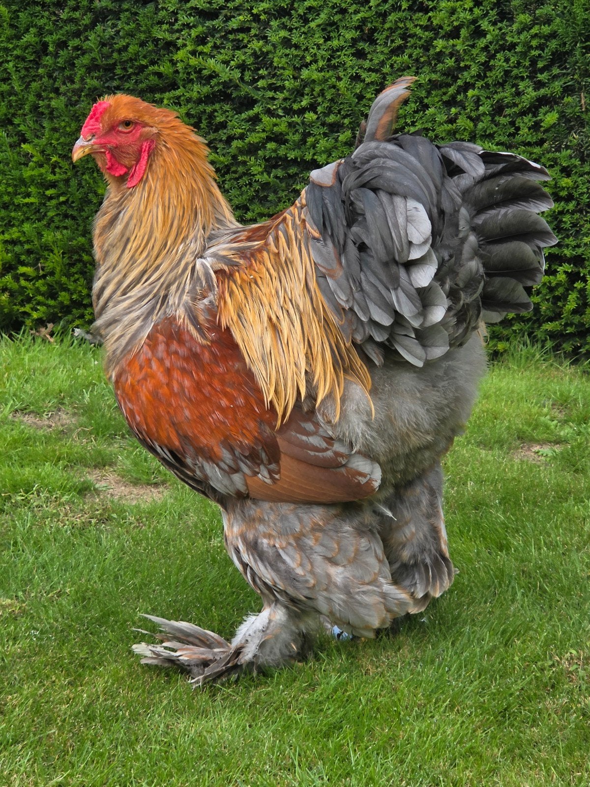 brahma meerzomig patrijs en blauwpatrijs hanen