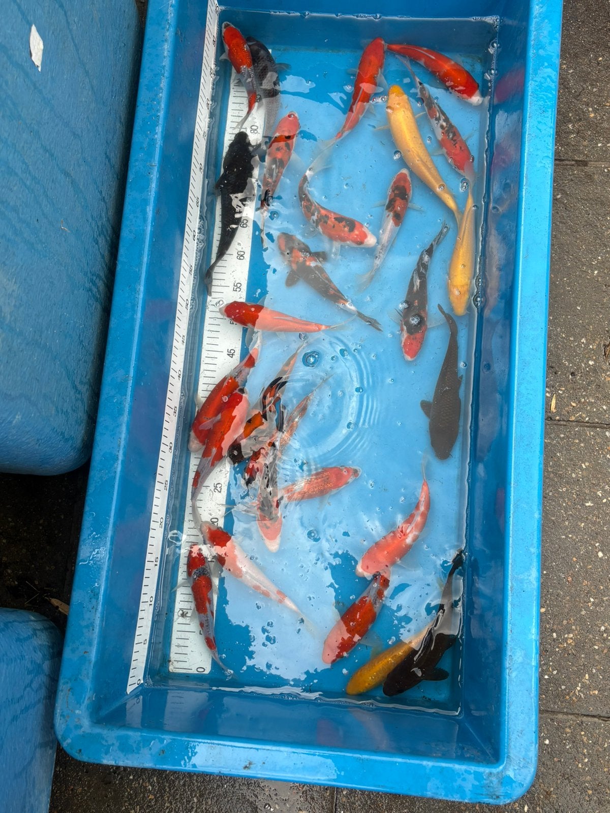 Jumbo tossai mix, Dieren en Toebehoren, Vissen | Vijvervissen, Karper of Koi