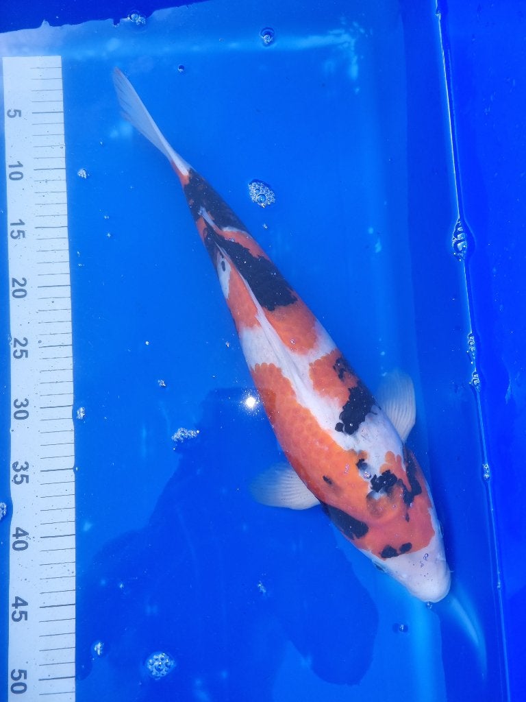 Koi Showa 46 cm, Dieren en Toebehoren, Karper of Koi