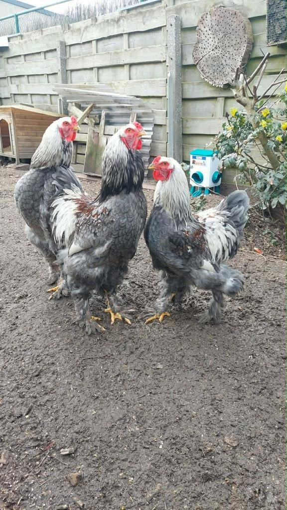 Les trois coqs de Brahma,, Animaux & Accessoires