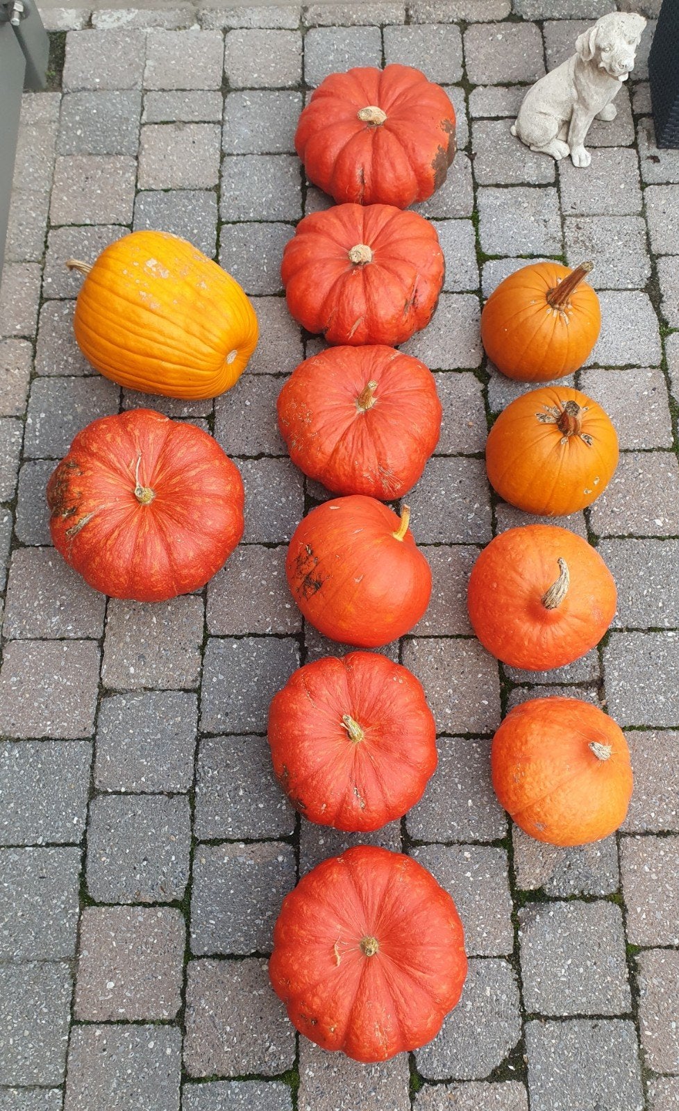 pompoenen, Diversen, Ophalen