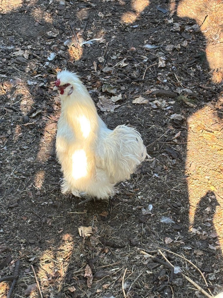 Zijdehoen haan, Mâle, Poule ou poulet