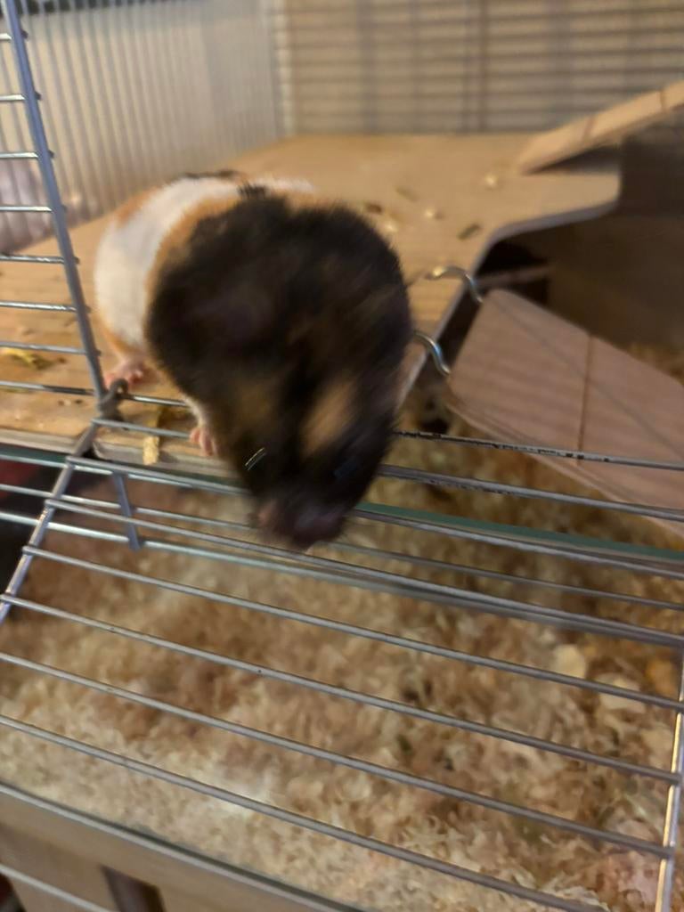 Goudhamster + groot verblijf, Hamster, Vrouwelijk, Januari, Tam