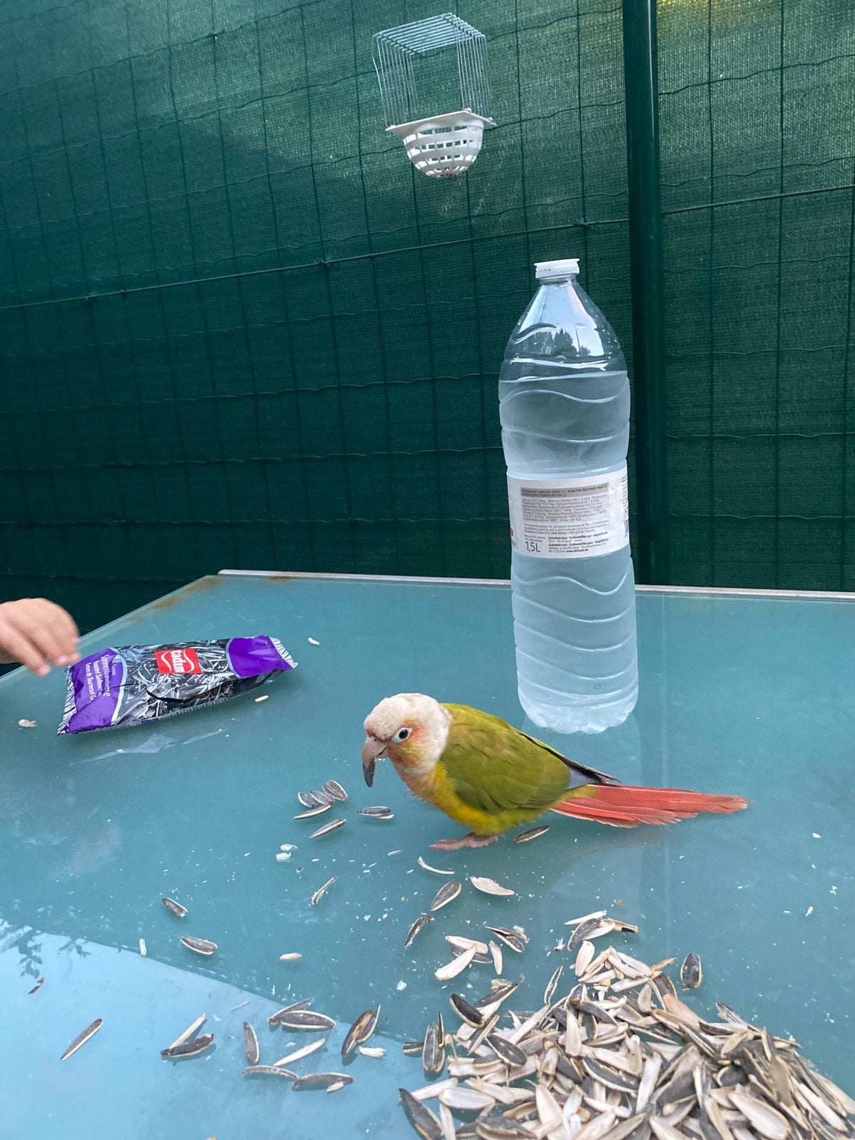 Perroquet, Animaux & Accessoires