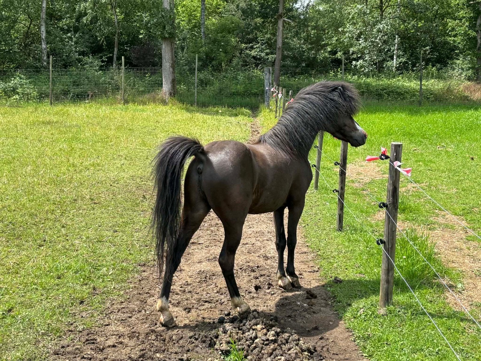 Mini paard, Animaux & Accessoires, Chevaux