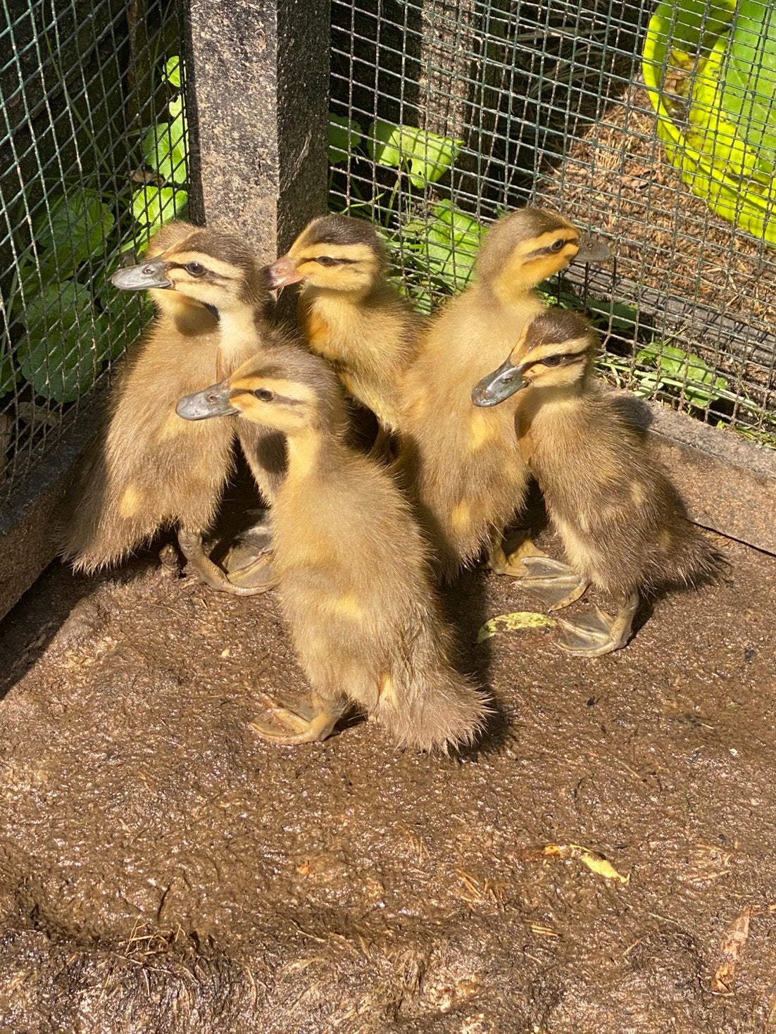 Kuikens, Sexe inconnu
