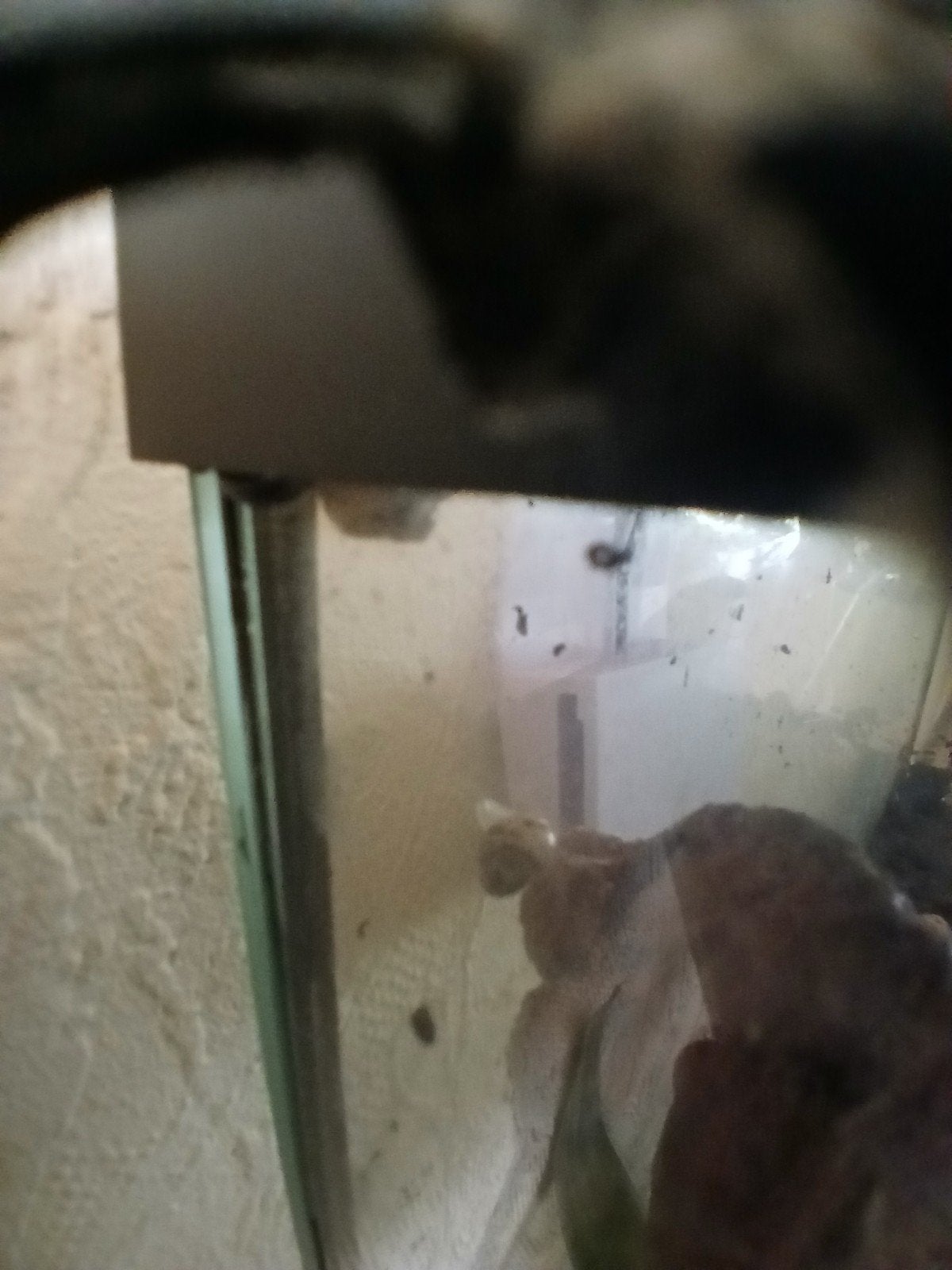 agaat slakjes 1 euro per stuk, Dieren en Toebehoren, Insecten en Spinnen