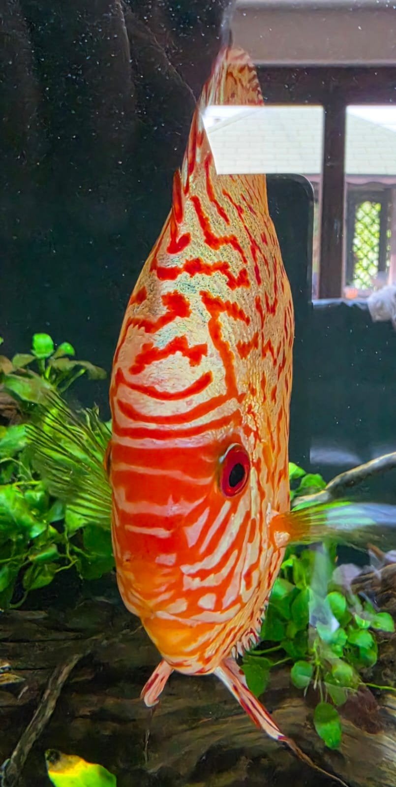 te koop 9 discussen, Dieren en Toebehoren