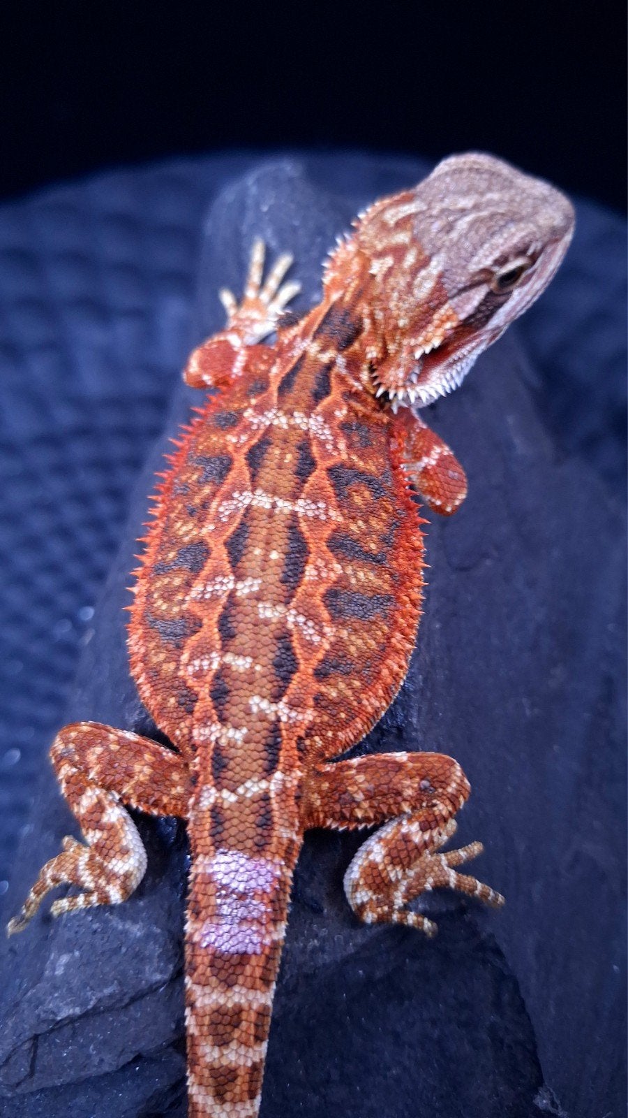 50% Red Monster Extreme Blue Tiger Baardagaam Vrouw, Dieren en Toebehoren, Hagedis, 0 tot 2 jaar