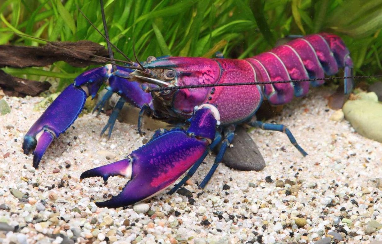 Cherax SnakeSkin TriColor Uniek!!, Kreeft, Krab of Garnaal, Zoetwatervis