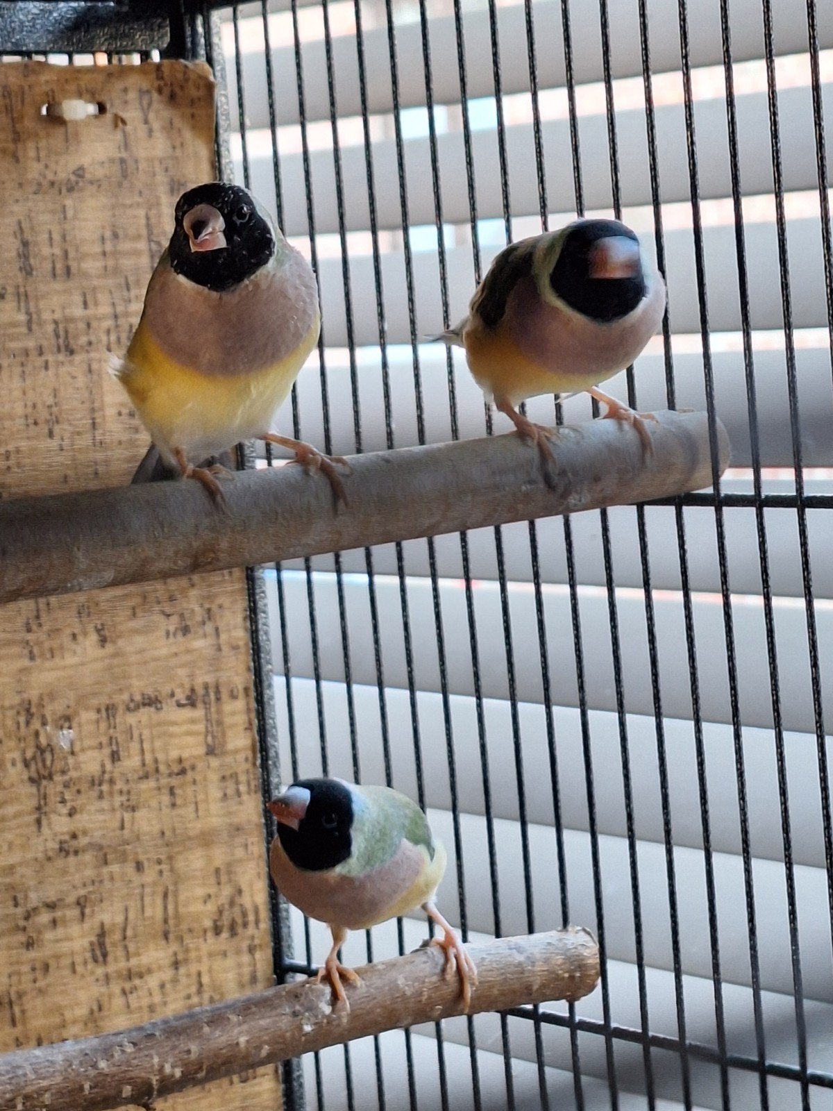 madines à la goule, Animaux & Accessoires, Sexe inconnu, Oiseau tropical, Bagué