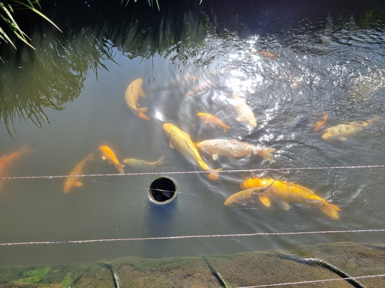 op ruimen vijver,kois van 10cm tot 55cm, Animaux & Accessoires, Poissons | Poissons d'étang