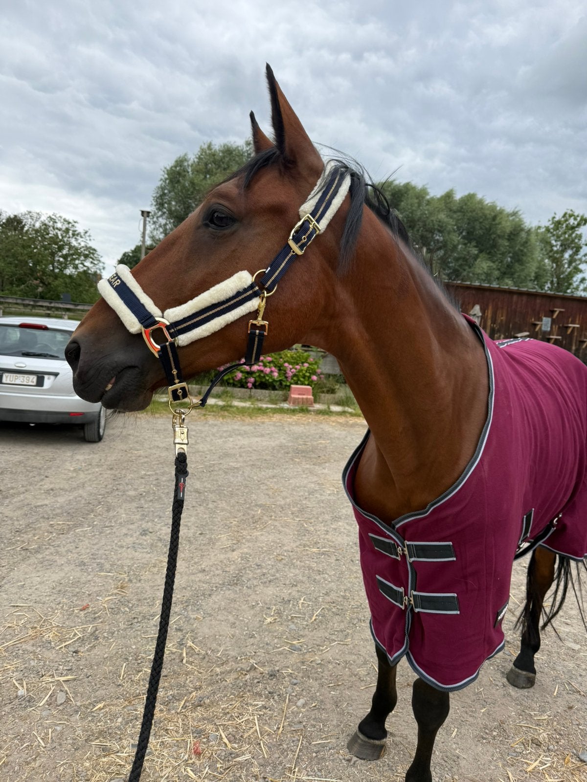 Lieve 6 jarige ruin te koop, Hongre, Poney de récréation, Avec pedigree, 3 à 6 ans