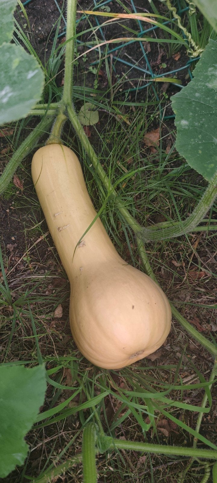 pompoen, Articles professionnels, Agriculture | Pommes de terre, Légumes, Fruits & Viande, Enlèvement ou Envoi