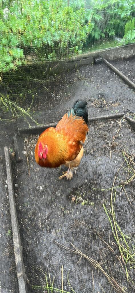 Beau coq Brahma, sinon il doit devenir consanguin, Animaux & Accessoires