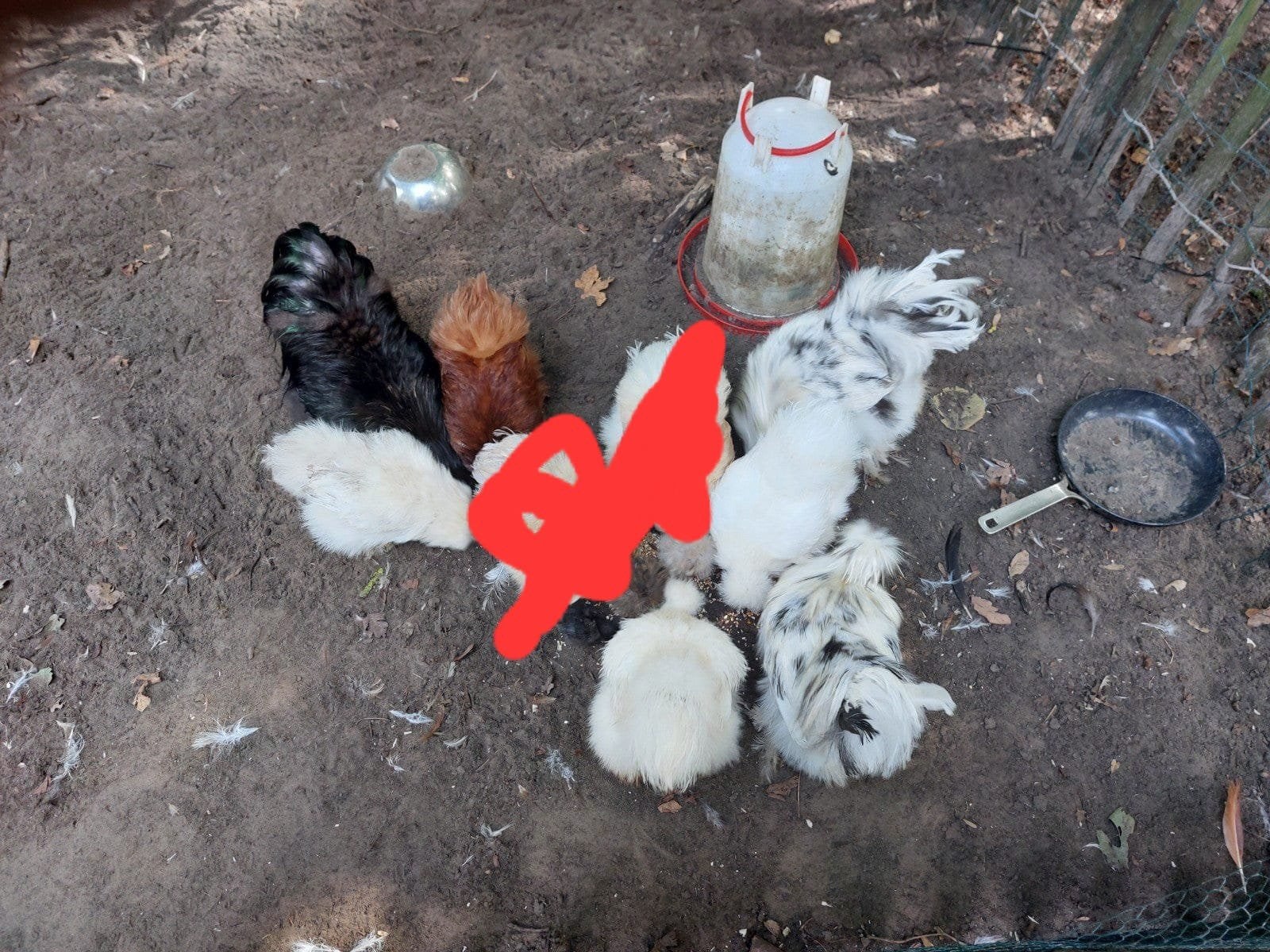 Zijdehoenen, Dieren en Toebehoren