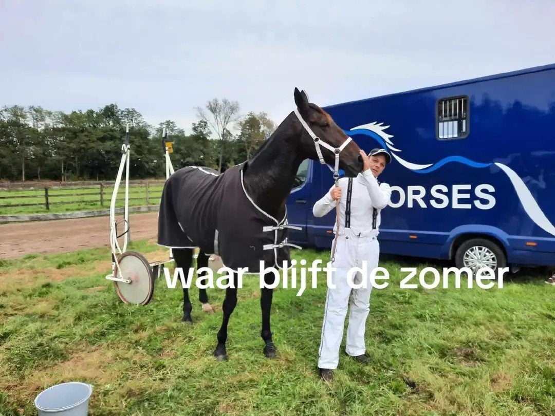zeer braaf paard draver ruintje 13jaar super braaf, Met stamboom, Ruin, Zadelmak, 11 jaar of ouder