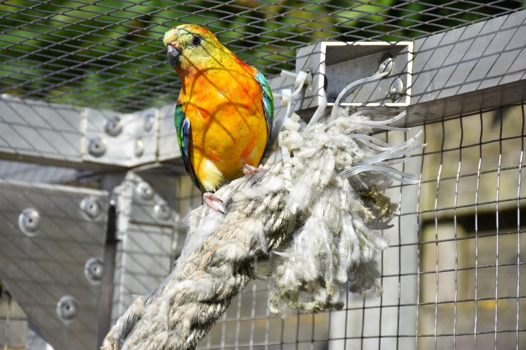 Roodrugparkiet koppel van 2025, Animaux & Accessoires, Oiseaux | Perruches & Perroquets, Perruche, Plusieurs animaux, Bagué