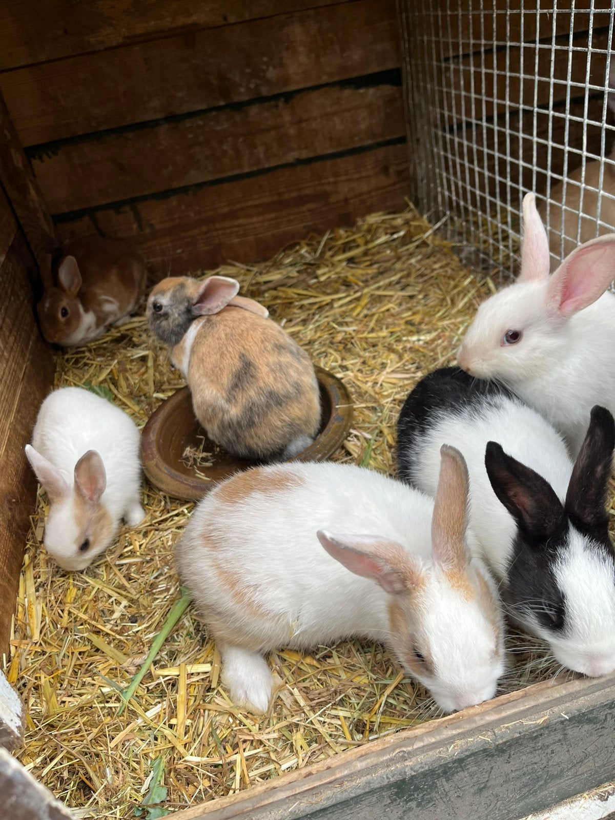 Jonge dwergkonijntjes, Dieren en Toebehoren, Konijnen