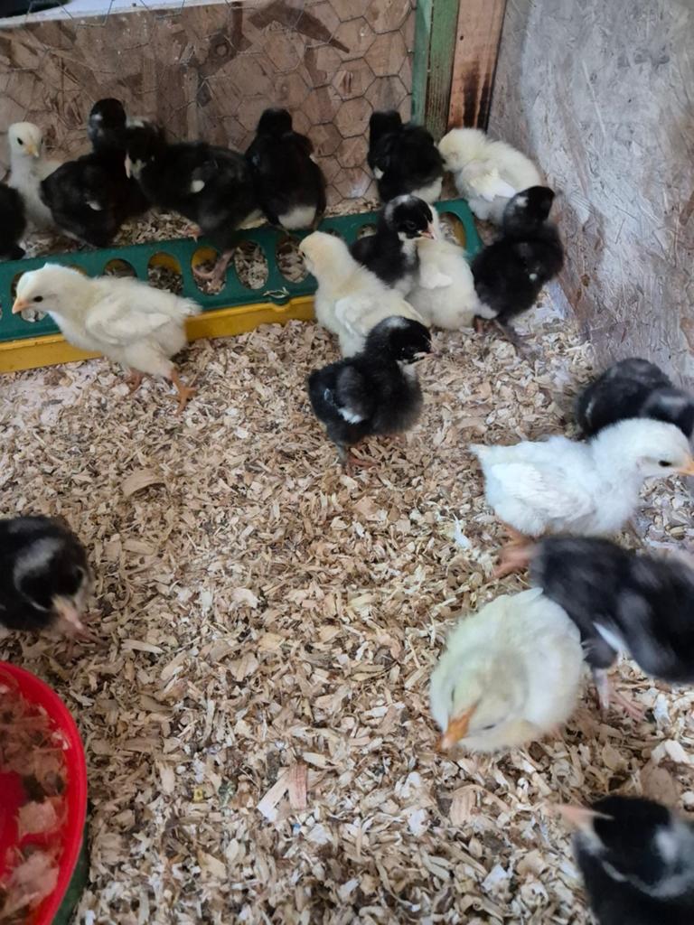 Kuikens rasruiver  mechelse koekoek en poule de bresse, Geslacht onbekend, Kip