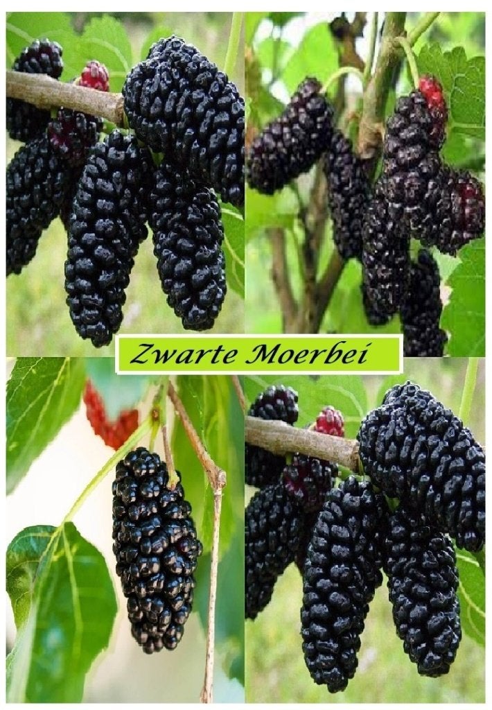 ZWARTE TURKSE MOERBEI-PLANTEN, 50/70 cm, IN POT ! = 10€/stuk, Tuin en Terras, Volle zon, Vaste plant, Ophalen of Verzenden, Fruitplanten