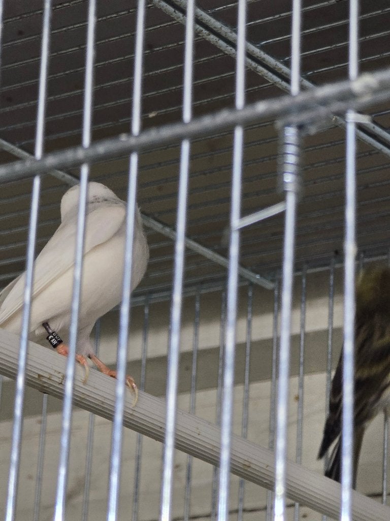 Bonte barmsijs man 2025, Dieren en Toebehoren, Mannelijk, Geringd